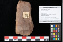 Foto (Objekt + Etikett) von Pinus laricio Poiret (NHMW-GEO-2024-0188-0242)